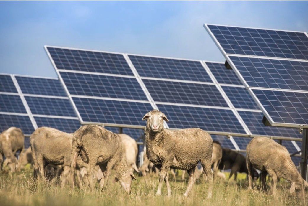 Sheep grazing between rows of solar panels at the Glenellen and Carwarp solar farms